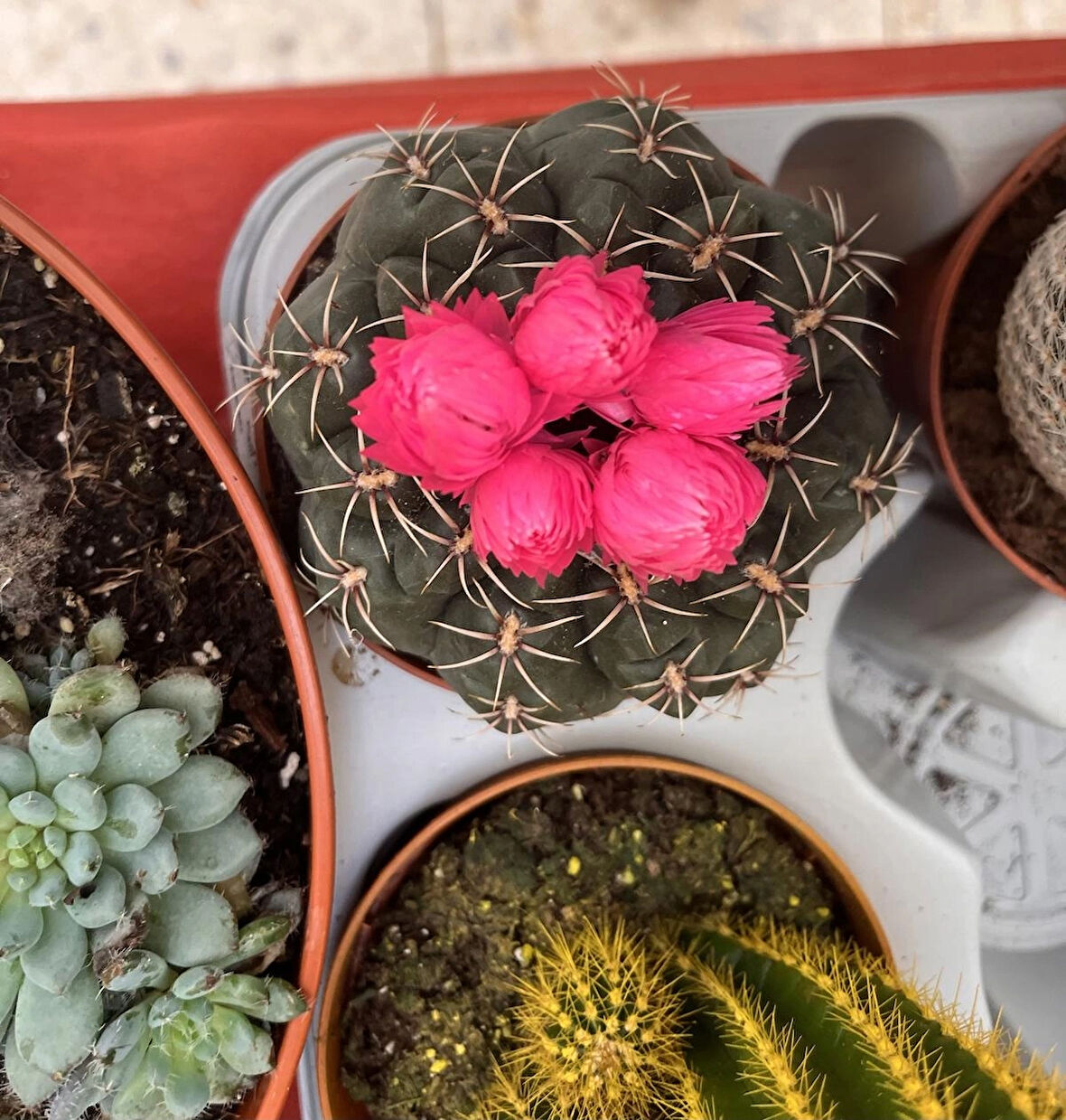 CACTÜS pembe yapay çiçekli kaktüs