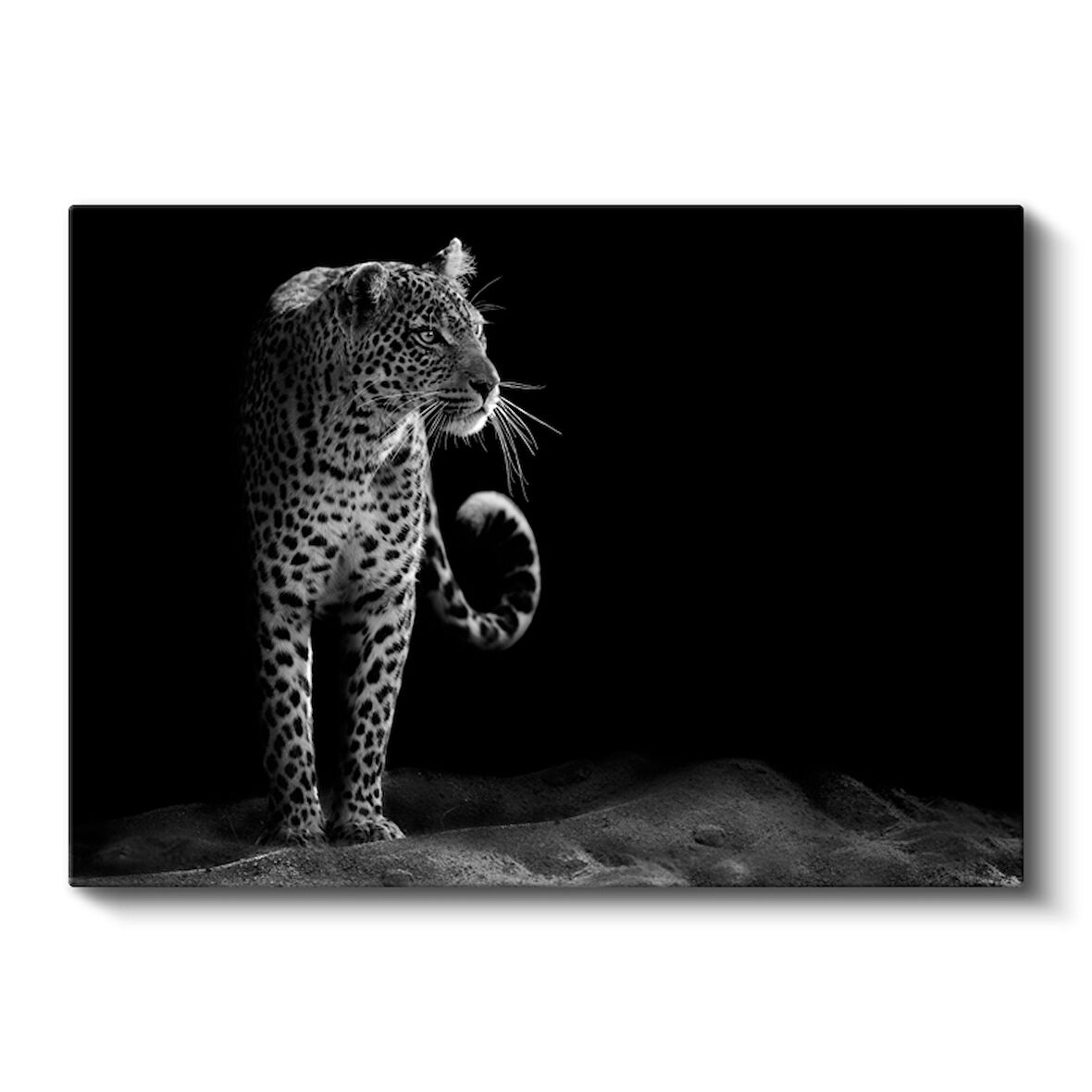 Siyah Beyaz Leopar Portresi Modern Kanvas Tablo