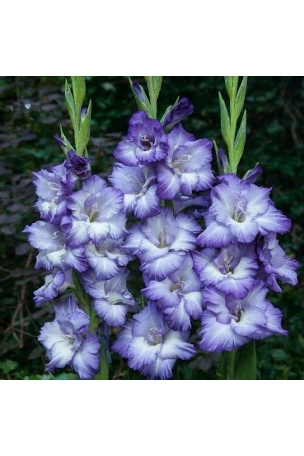 Özel Renk Glayör Soganı 5 Adet