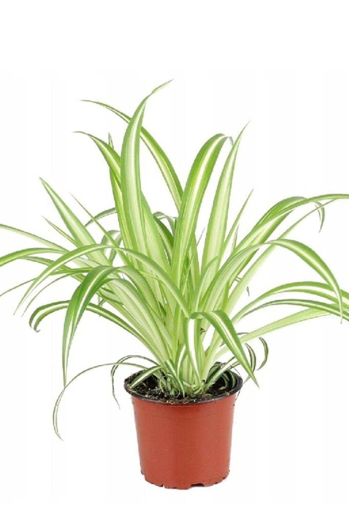 Kurdele Çiçeği Chlorophytum Comosum 10-20 cm
