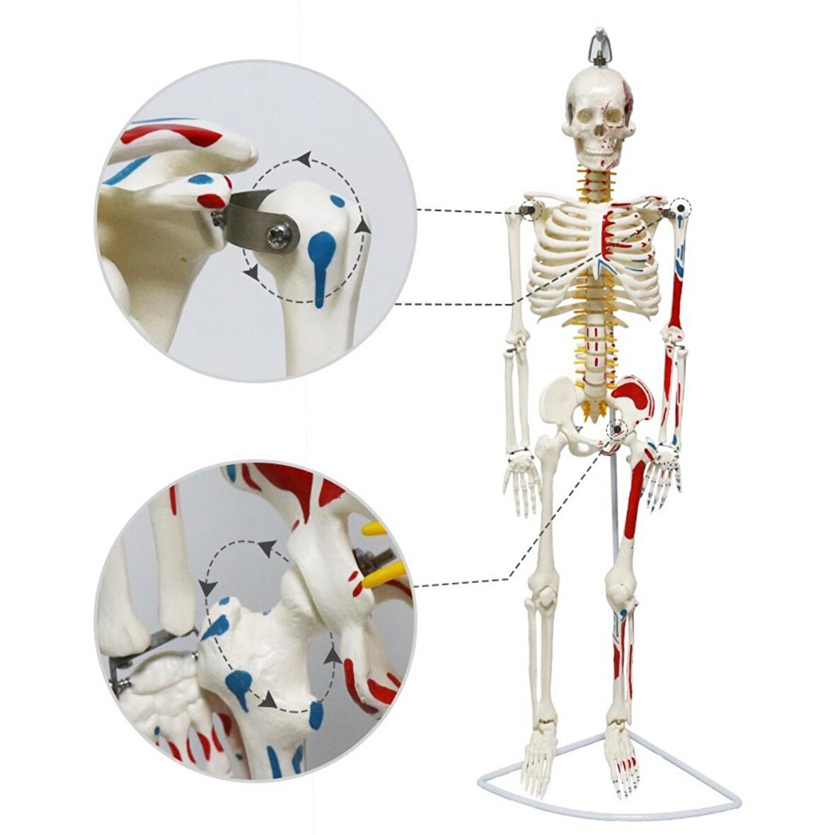 Tam İskelet Maketi 85 cm Model 8