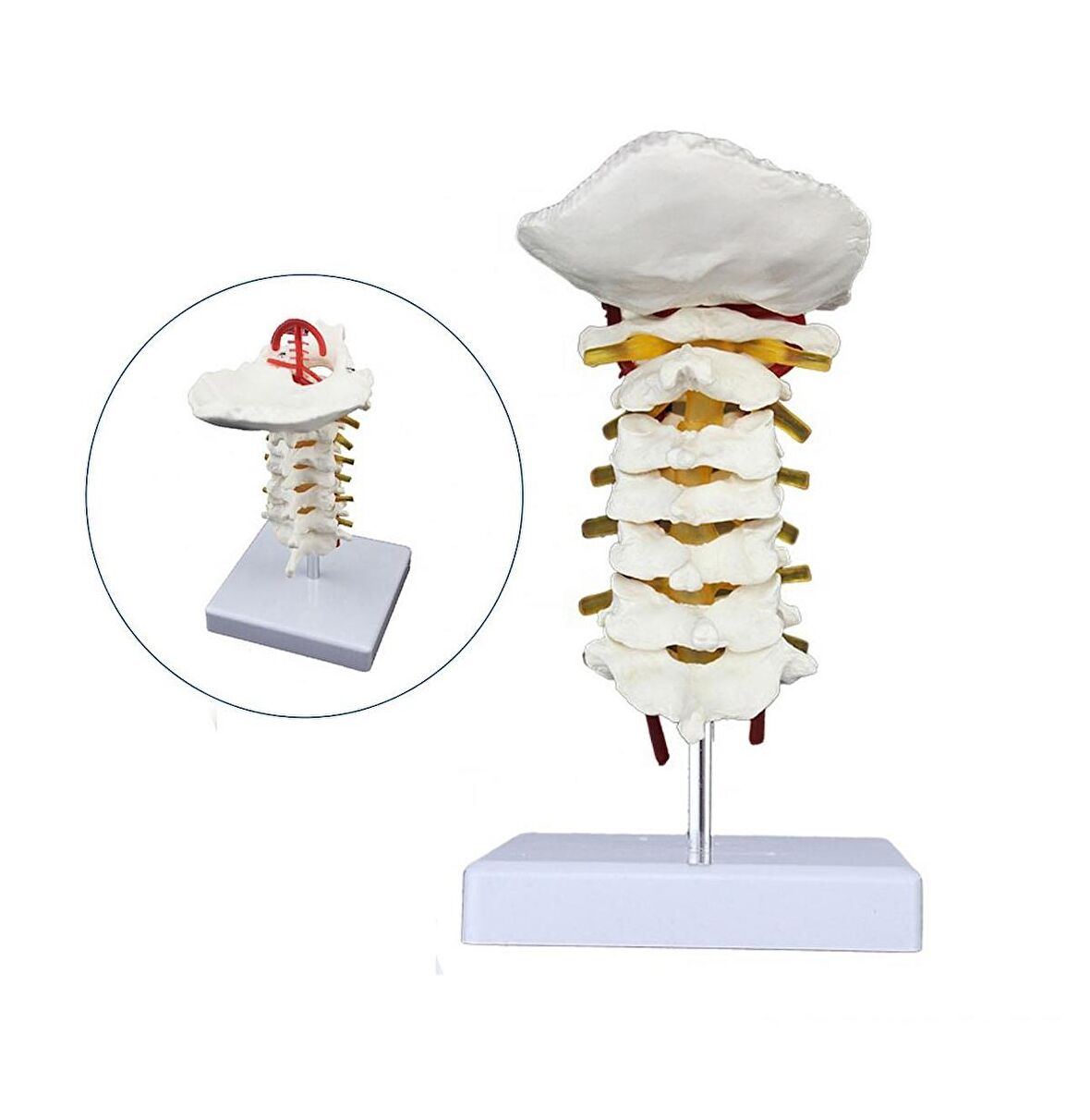 Servikal (Boyun) Omurga Maketi Model 20