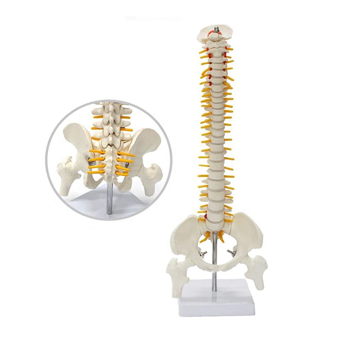 Tam Boy Femur Eklemli Omurga İskeleti 45 Cm (Omurilik ve Sinir) Model 22 