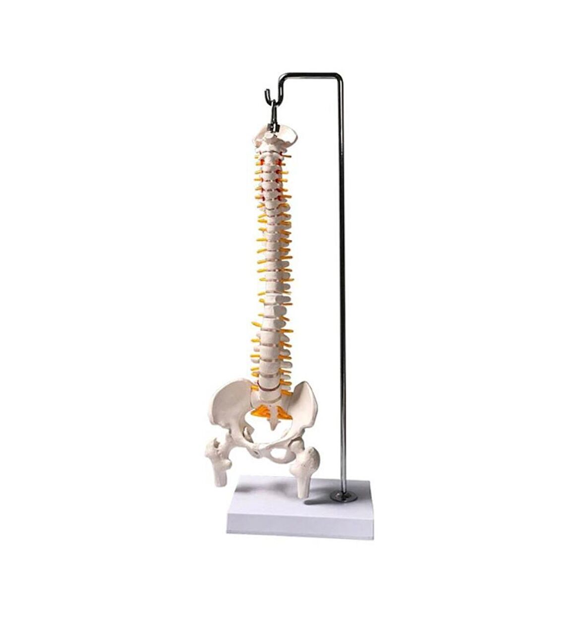 Tam Boy Femur Eklemli Esnek Omurga İskeleti  45 cm model 37