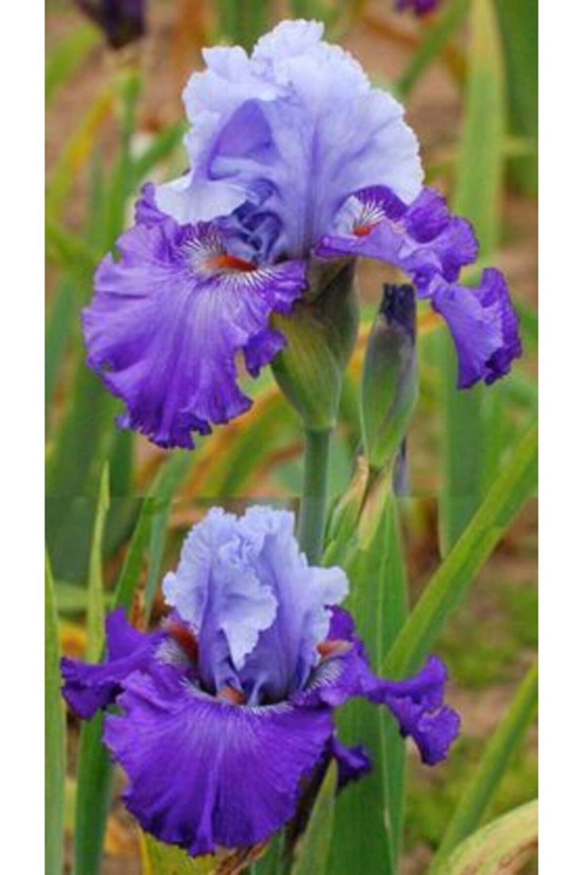 2 Adet Cornflower Renk Iris (süsen) Germenica Çiçek Soğanı