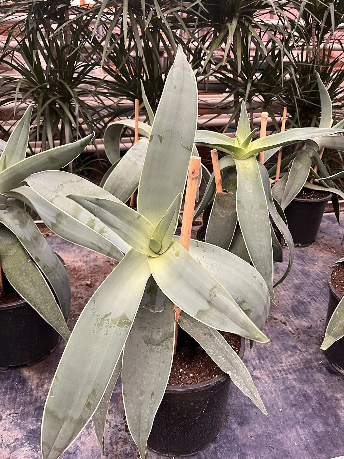 Aloe striata Haw - mercan sarısabır çiçeği