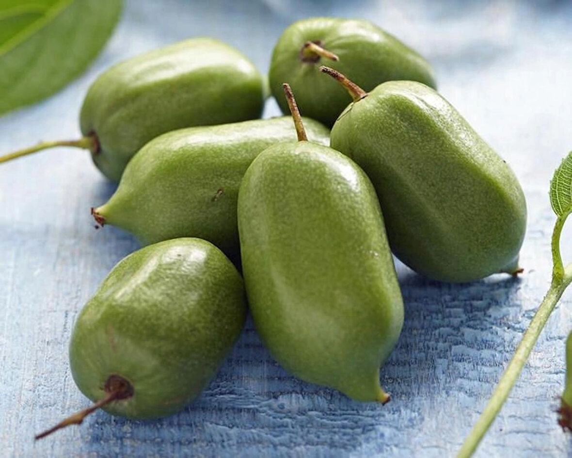 2 Yaşında Tüplü 2 Adet Kırmızı Yeşil Mini Kivi (Actinidia arguta 'Issai') Fidanı - Bahçenize Renk ve Lezzet Katın