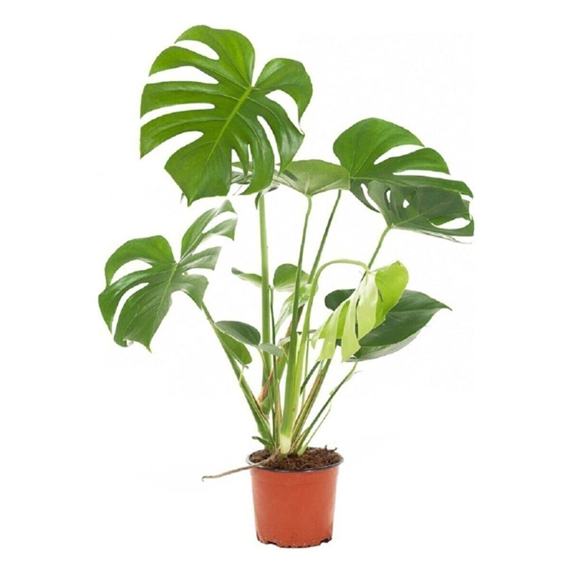 Deve Tabanı Fidanı Monstera Deliciosa 