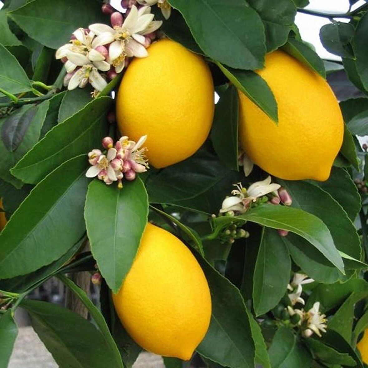 2 Yaş Aşılı 7 Veren(Yediveren) Mayer Limon Fidanı *Üzeri Meyveli*