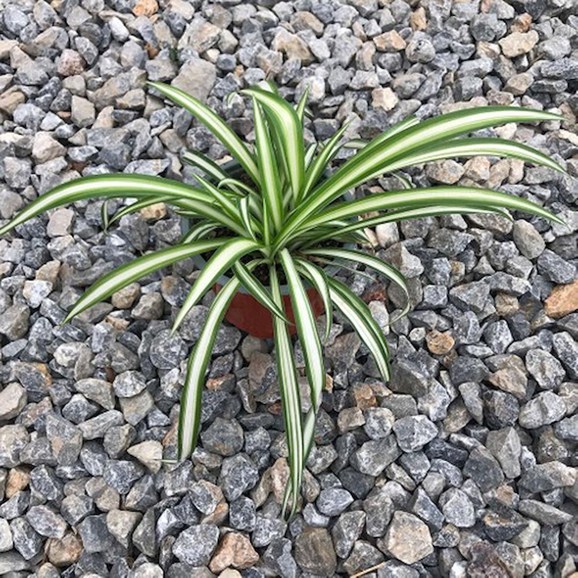 Kurdela Çiçeği 10-20 Cm