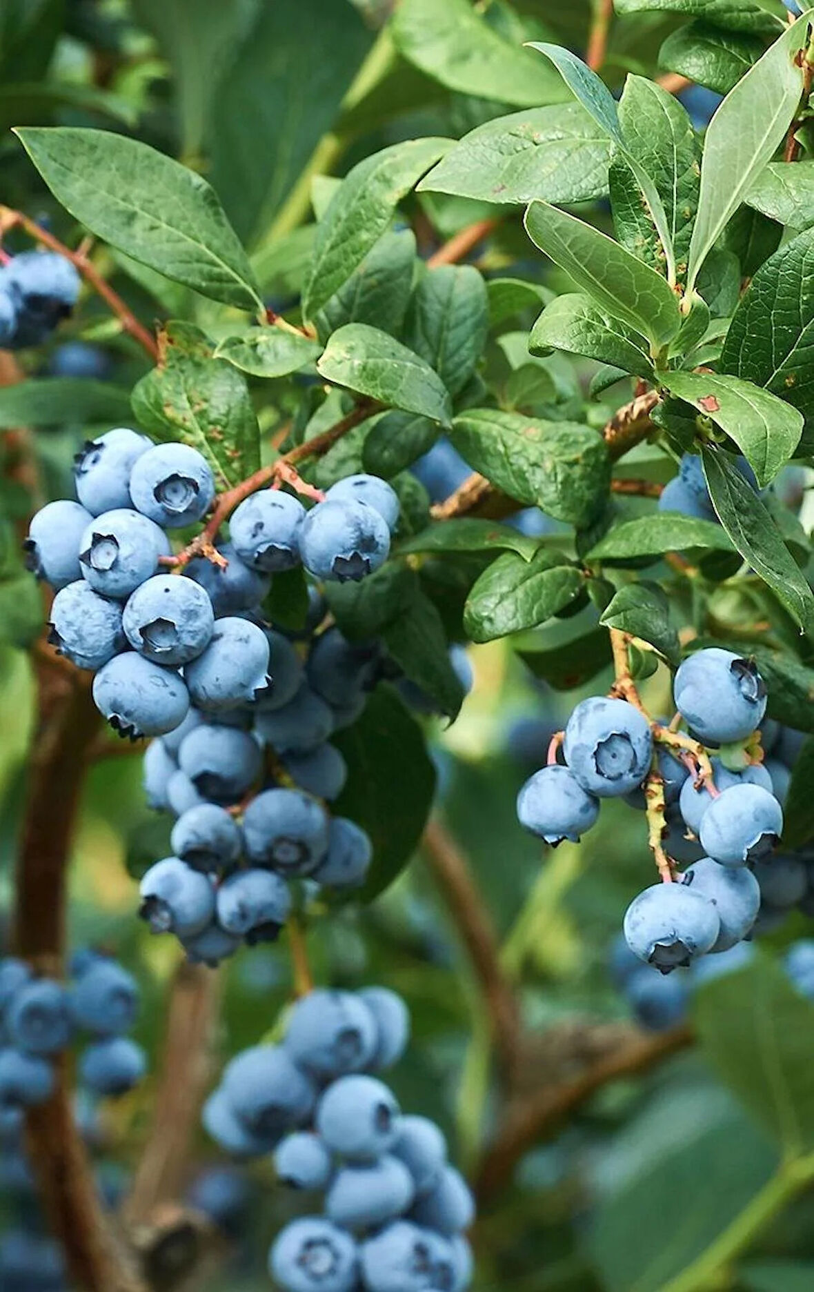 Bahçenize Renk Katın: 1 Yaş Yaban Mersini (Vaccinium corymbosum) - Tatlı ve Ekşi Lezzet