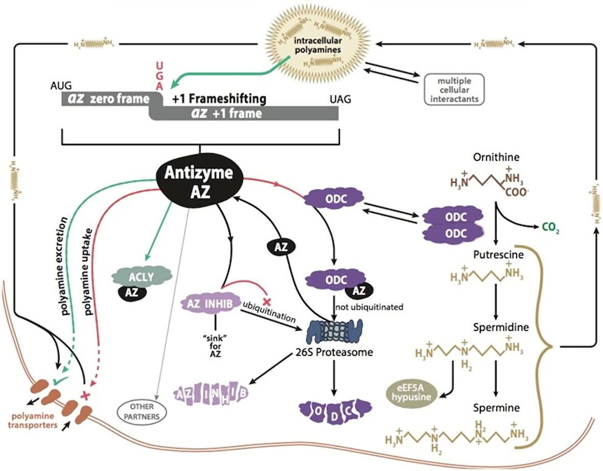 Panjur Hılux Ln145 98-01 Gri None (Oem No: Ty206-46A-Sb)