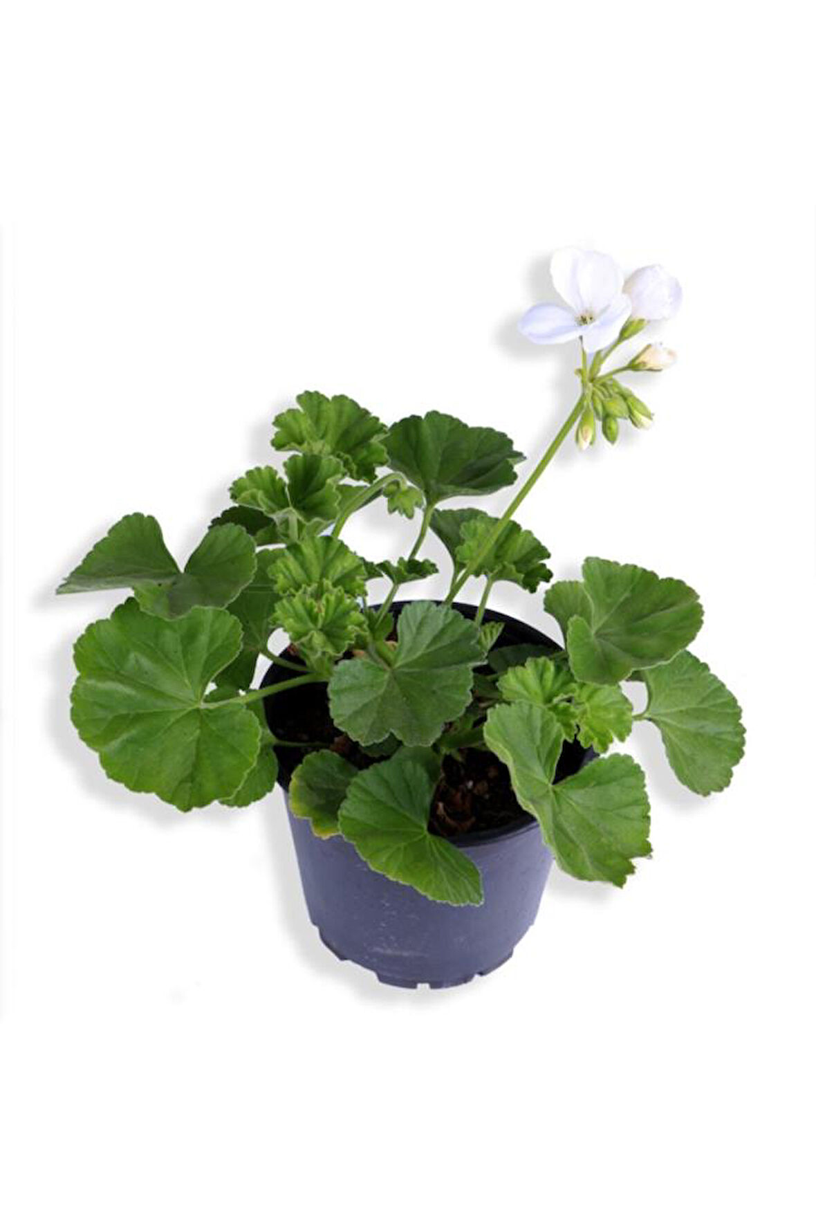 Sardunya Çiçeği Fidanı - Pelargonium - Beyaz Renk 10-20 Cm