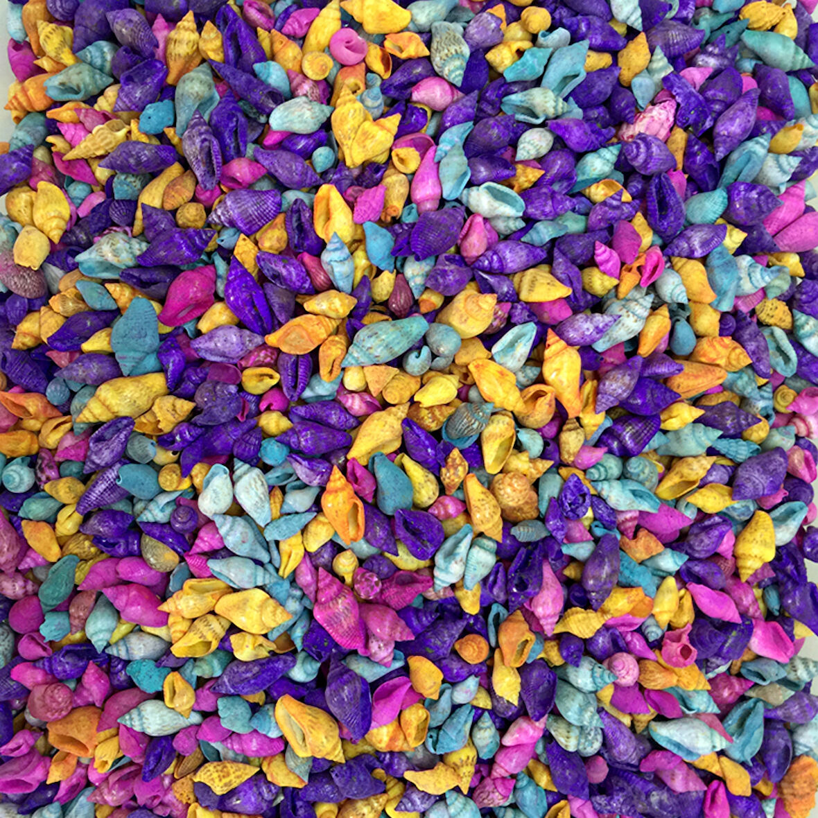 Nassa Shell-Karışık Renkli Kiloluk Deniz Kabuğu 250 Gr