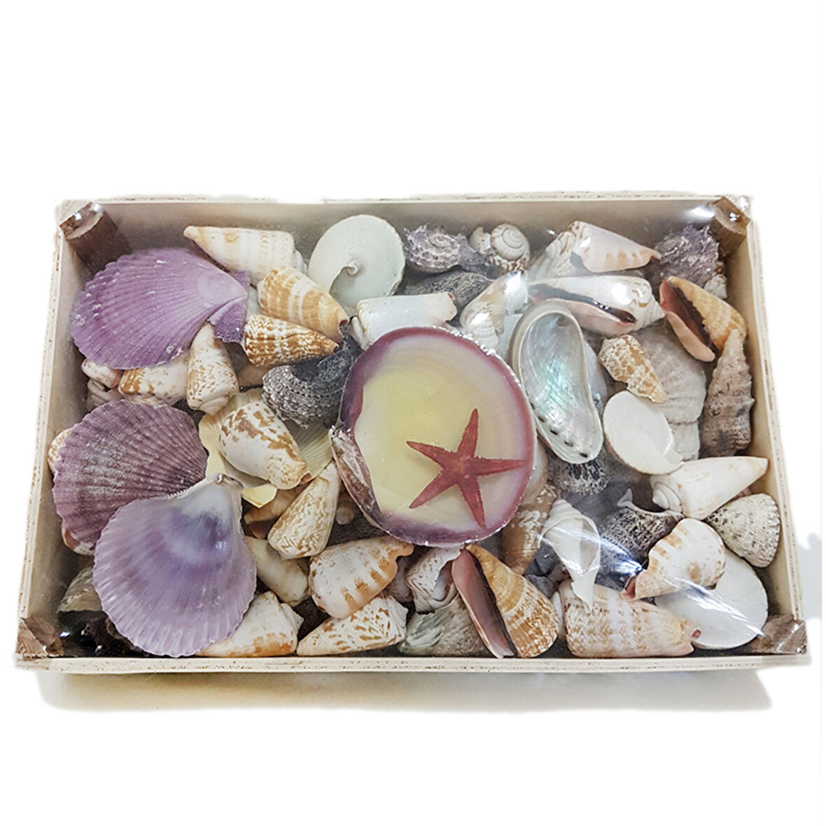 Deniz Ürünleri Temalı Kasa Sepet Kabuk