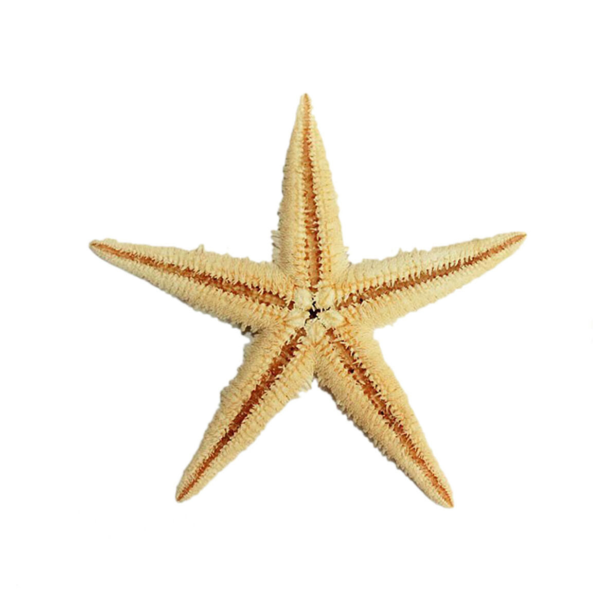 Natural Deniz Yıldızı 6 Cm - 9 CM