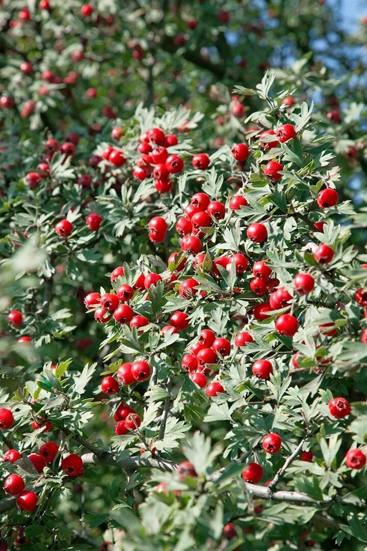 1-2 Yaş Arası Tüplü Alıç (Crataegus) Fidanı - Sağlıklı ve Lezzetli Meyveler
