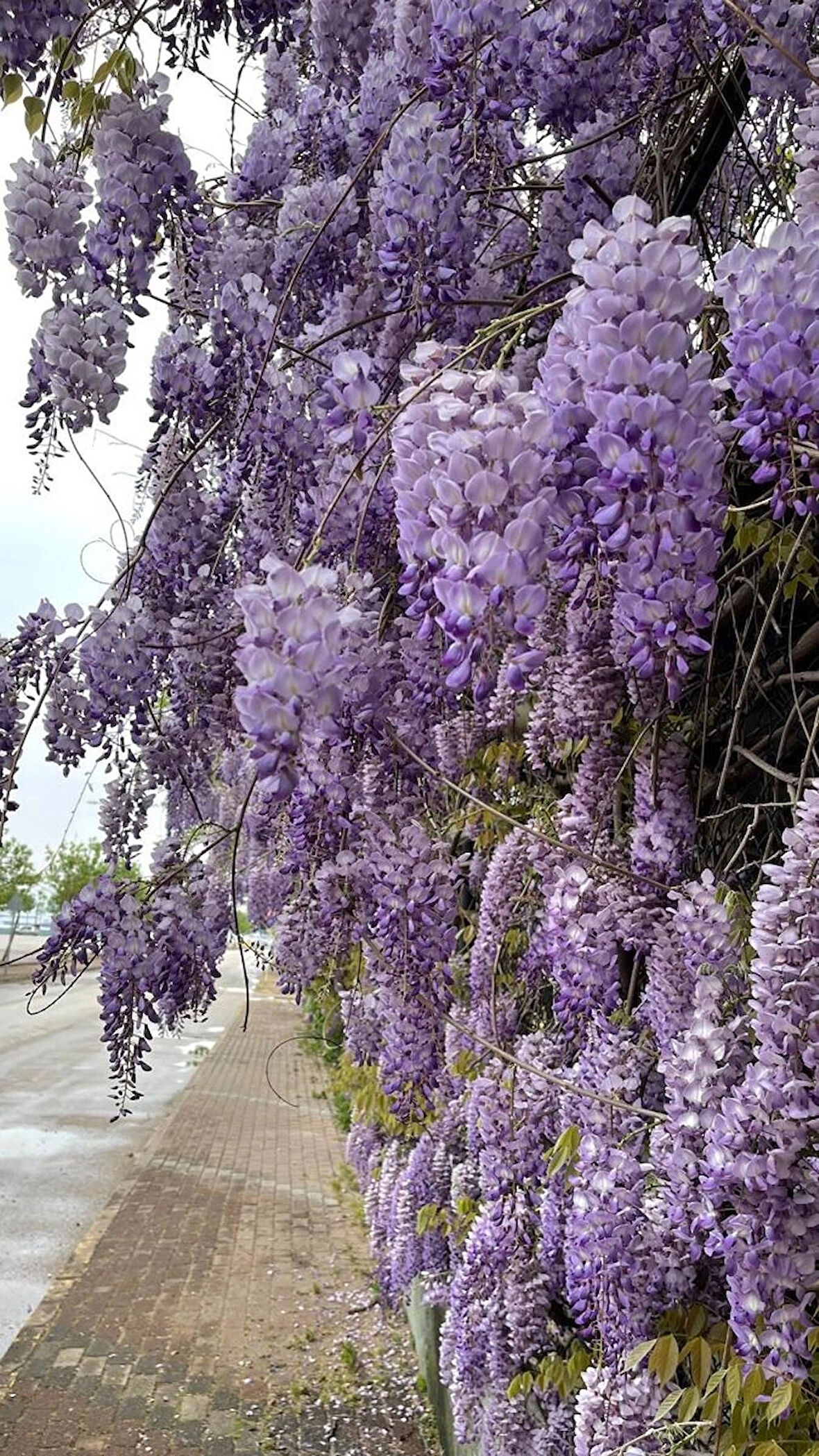 1-2 Yaş Arası Tüplü Mor Salkım (Wisteria sinensis) Fidanı - Zarif ve Kokulu Salkım Çiçekler