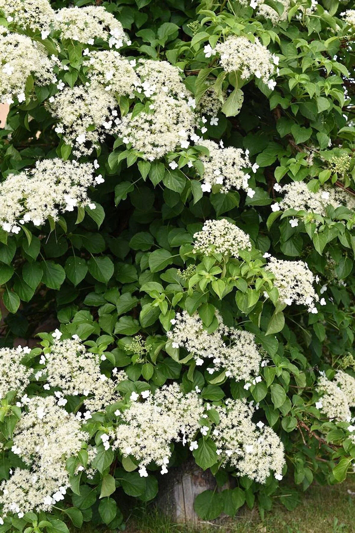 2 Yaşında Tüplü Sarmaşık Ortanca Gülü (Hydrangea petiolaris) - Bahçeniz İçin Zarif ve Göz Alıcı Çiçekler