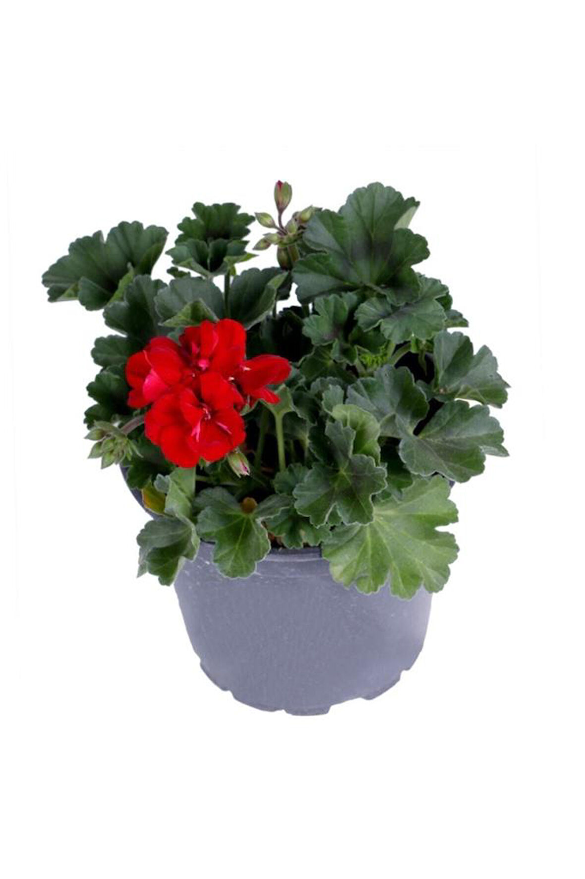 Sardunya Çiçeği Saksı'da Pelargonium Kırmızı Renk 10-20 cm