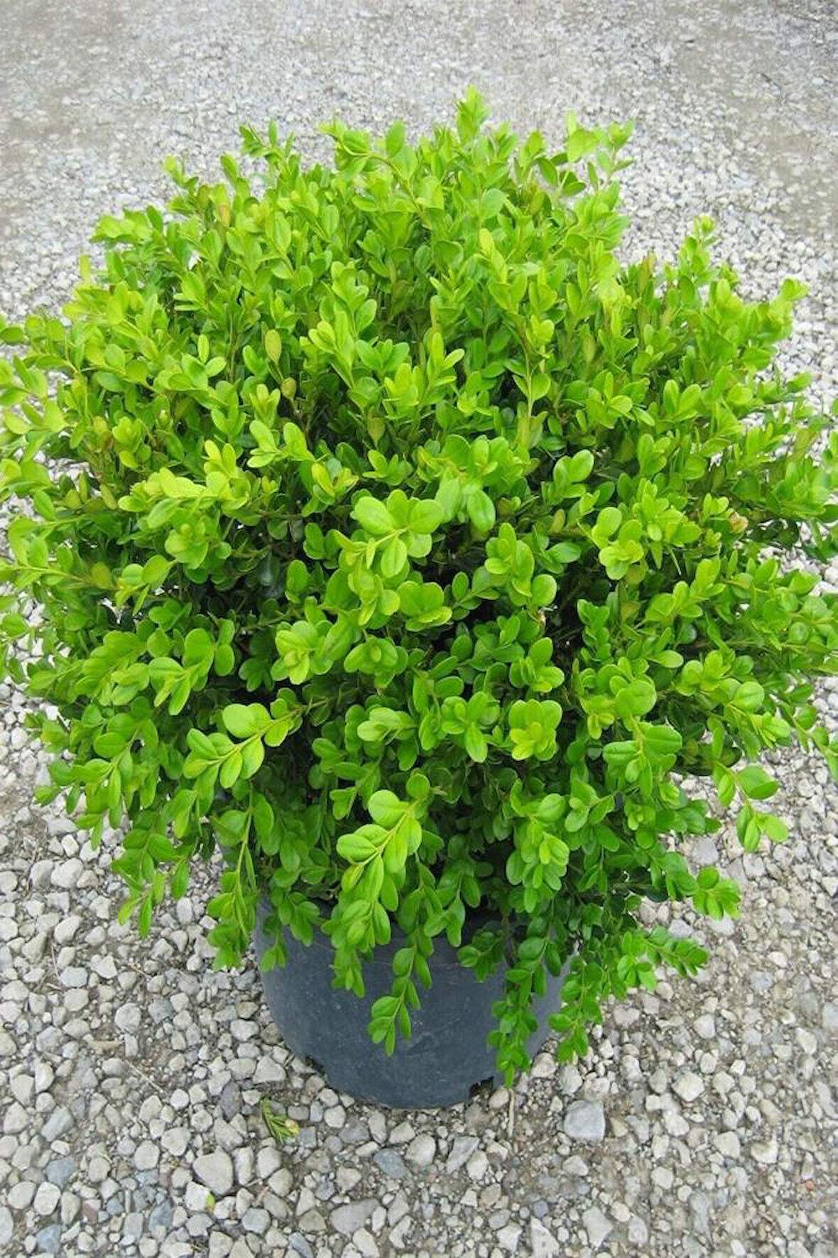 Şimşir Fidanı 20-40 cm( Buxus Japonica Rococo )