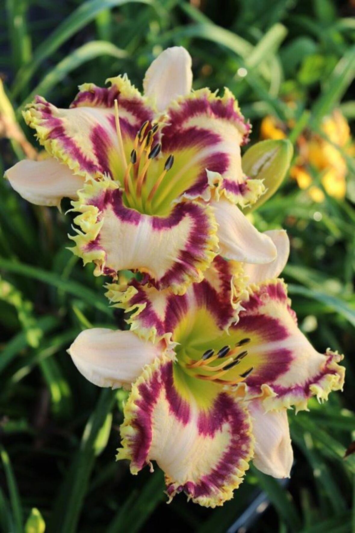 Üç Renkli Zambak Çiçeği Soğanı 3 Adet