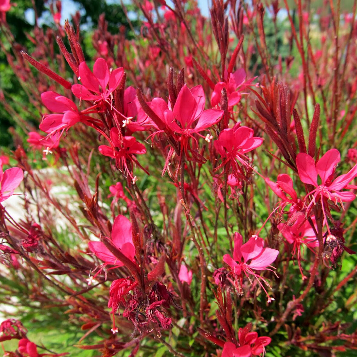 10 Adet Gaura Çalısı Paketi 'Gaura lindhemeria'