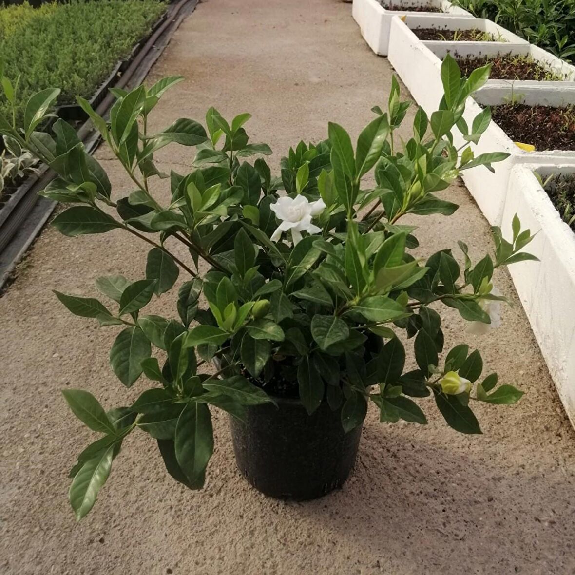 10 Adet Gardenia Jasminoides Gardenya Çiçeği Paketi