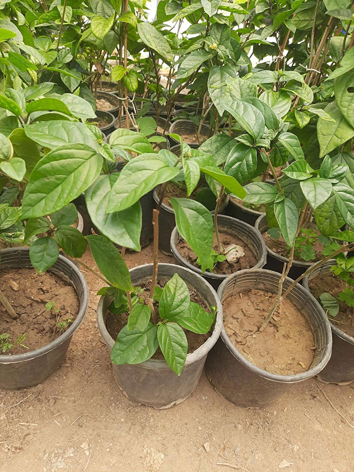 Kızılay Çiçeği Fidanı – Clerodendrum thomsoniae, Saksılı, İç ve Dış Mekan Uyumlu 30-40cm
