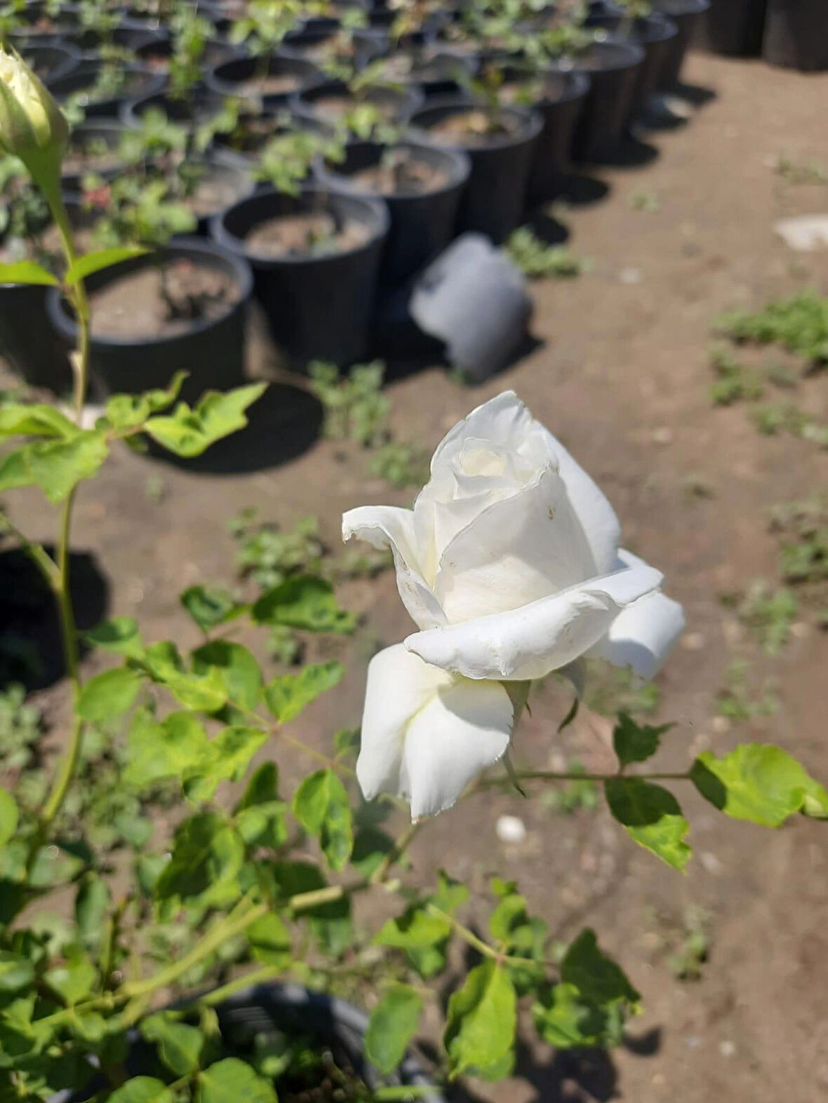 Yediveren Beyaz Gül – Canlı Saksıda Gül Fidesi 40-60cm (Dış Mekana Uygun)