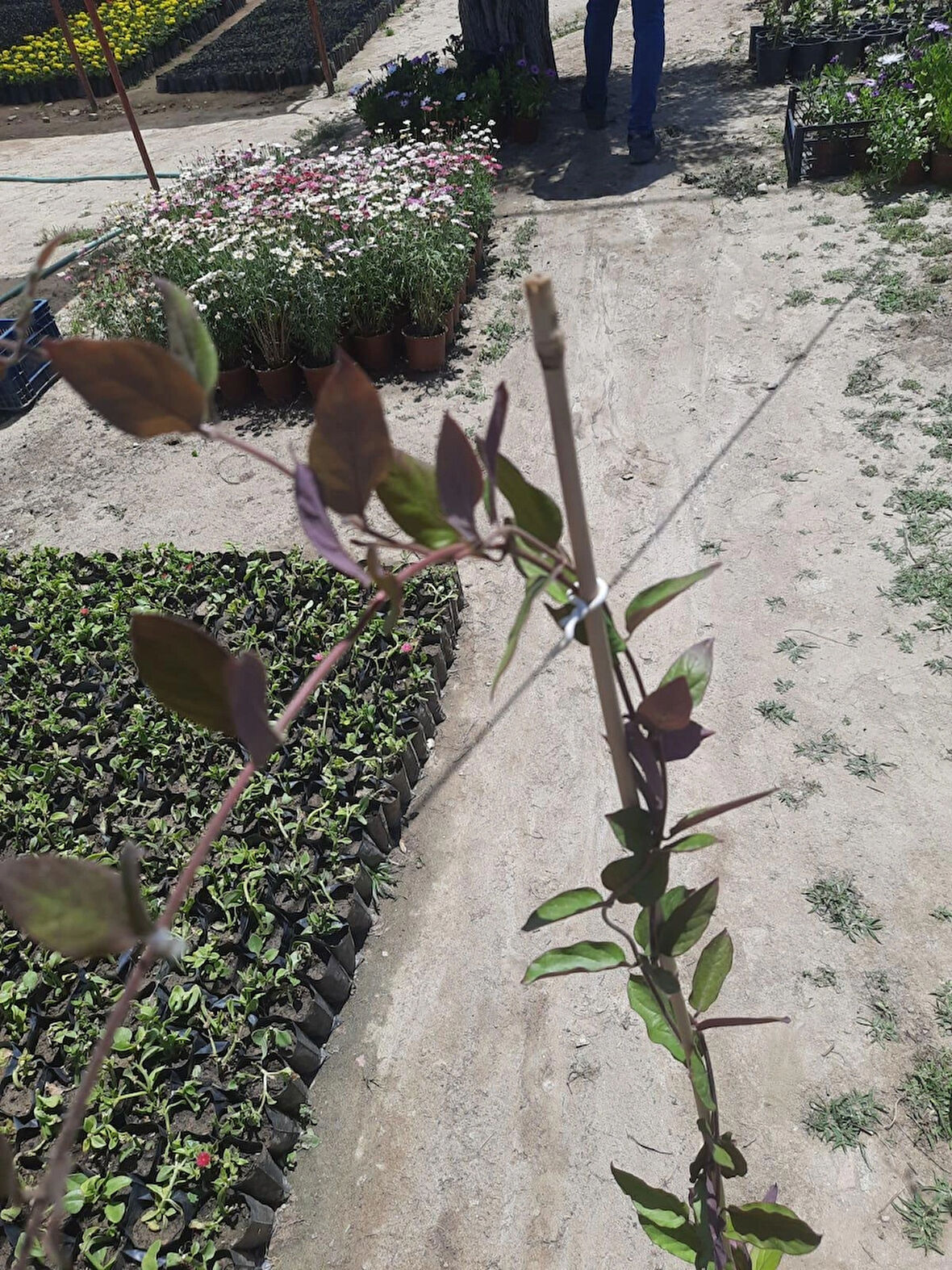Kırmızı Hanımeli Sarmaşık – Canlı Saksılı Tırmanıcı Bitki 80-100cm (Çiçekli / Mis Kokulu)