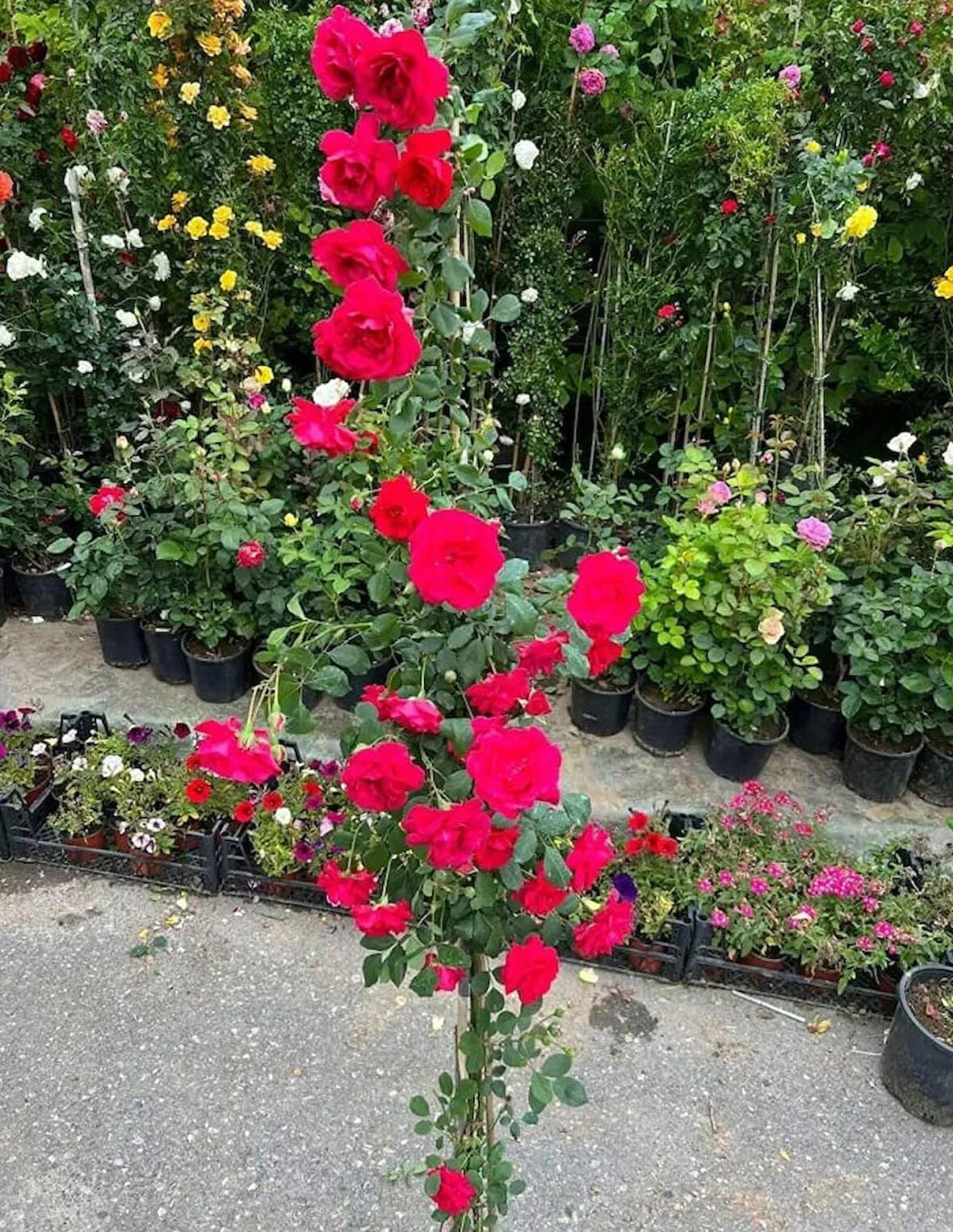 Sarmaşık Kırmızı Gül – Canlı Saksılı Tırmanıcı Gül Fidanı 50-90cm (Gösterişli / Bahçeye Uygun)