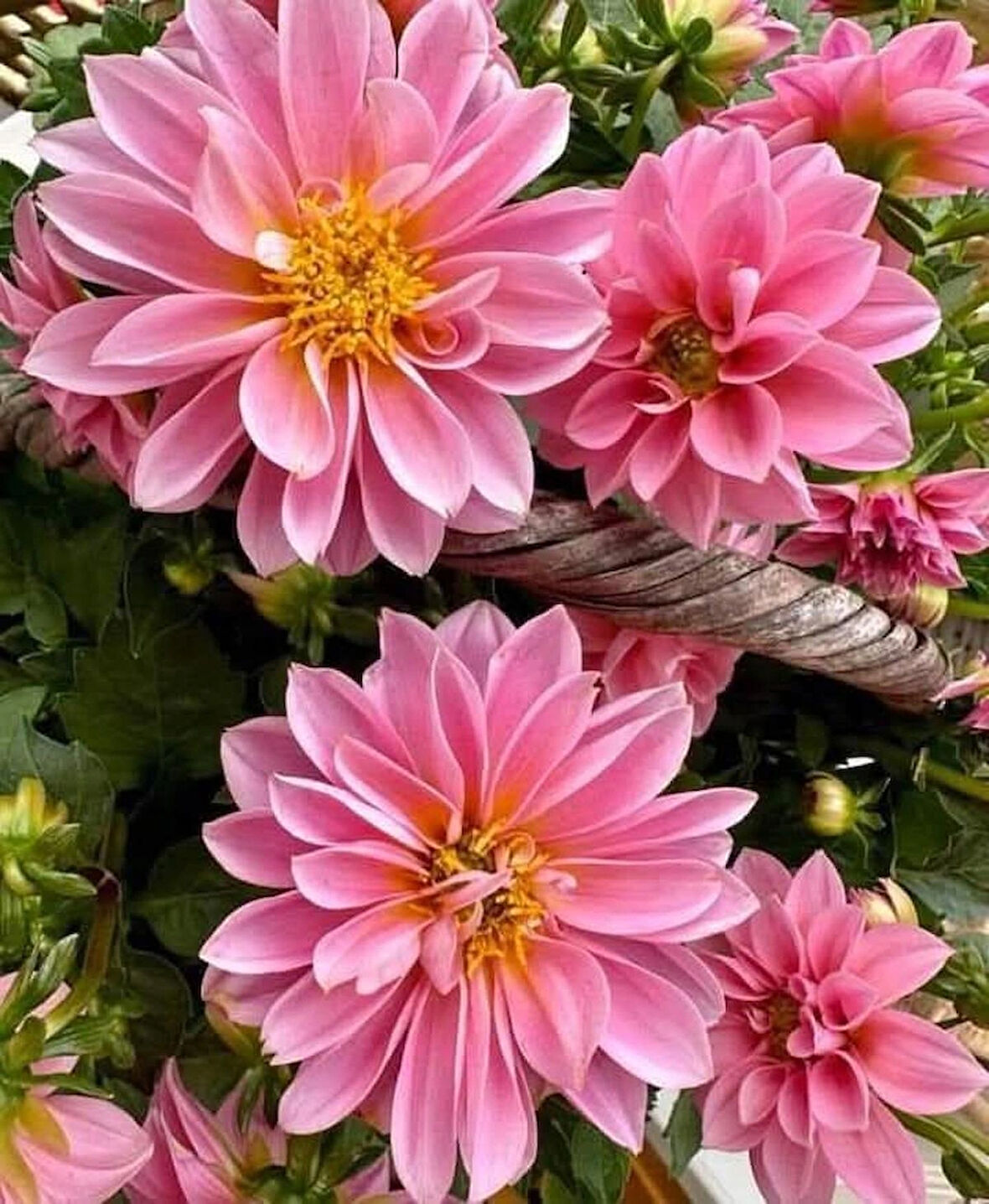 Pembe Dalya Çiçeği – Canlı Saksılı Katmerli Çiçekli Bitki (Bahçe ve Balkon İçin)