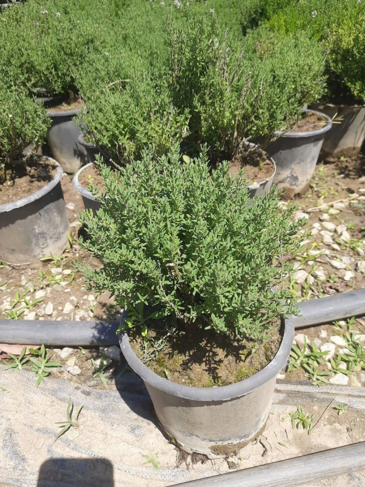 Kekik Bitkisi – Canlı Saksılı Aromatik Fide 10-20cm (Yenilebilir / Baharatlık / Balkon İçin Uygun)