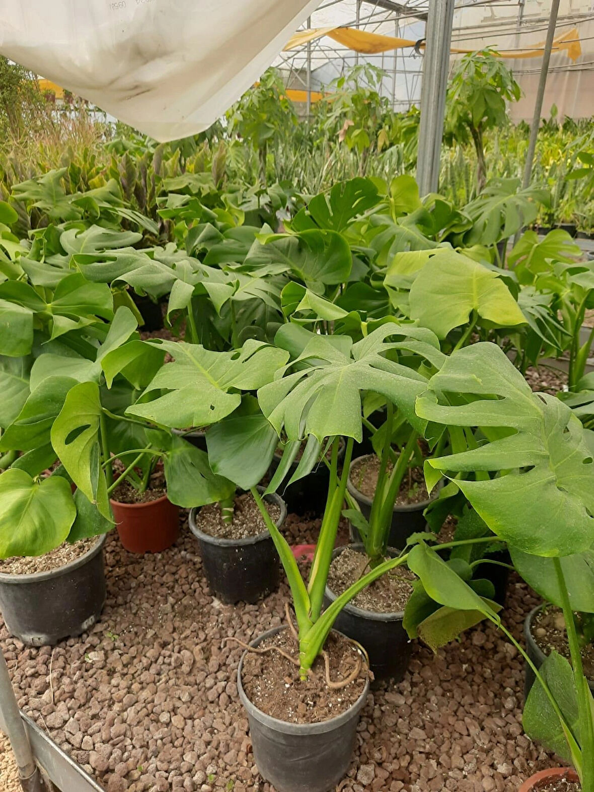 Deve Tabanı – Canlı Saksılı Geniş Yapraklı Salon Bitkisi 3 Adet (Monstera / Dekoratif)