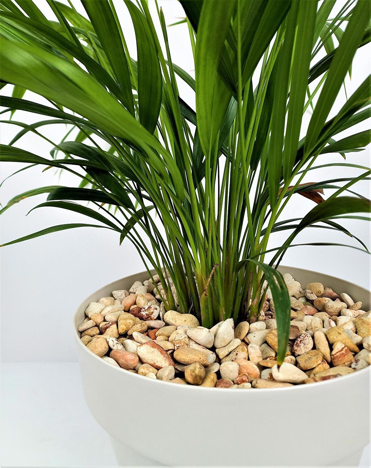 Sarı Çizgili Dolomit Taşı 7 Kg 1-2 Cm Renkli Dolomit Dekoratif Taş