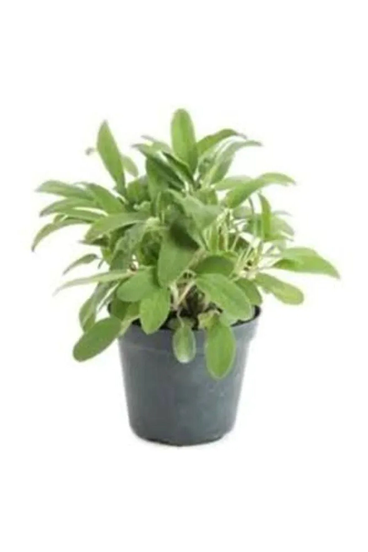 Adaçayı Fidesi Saksılı 15cm-25cm