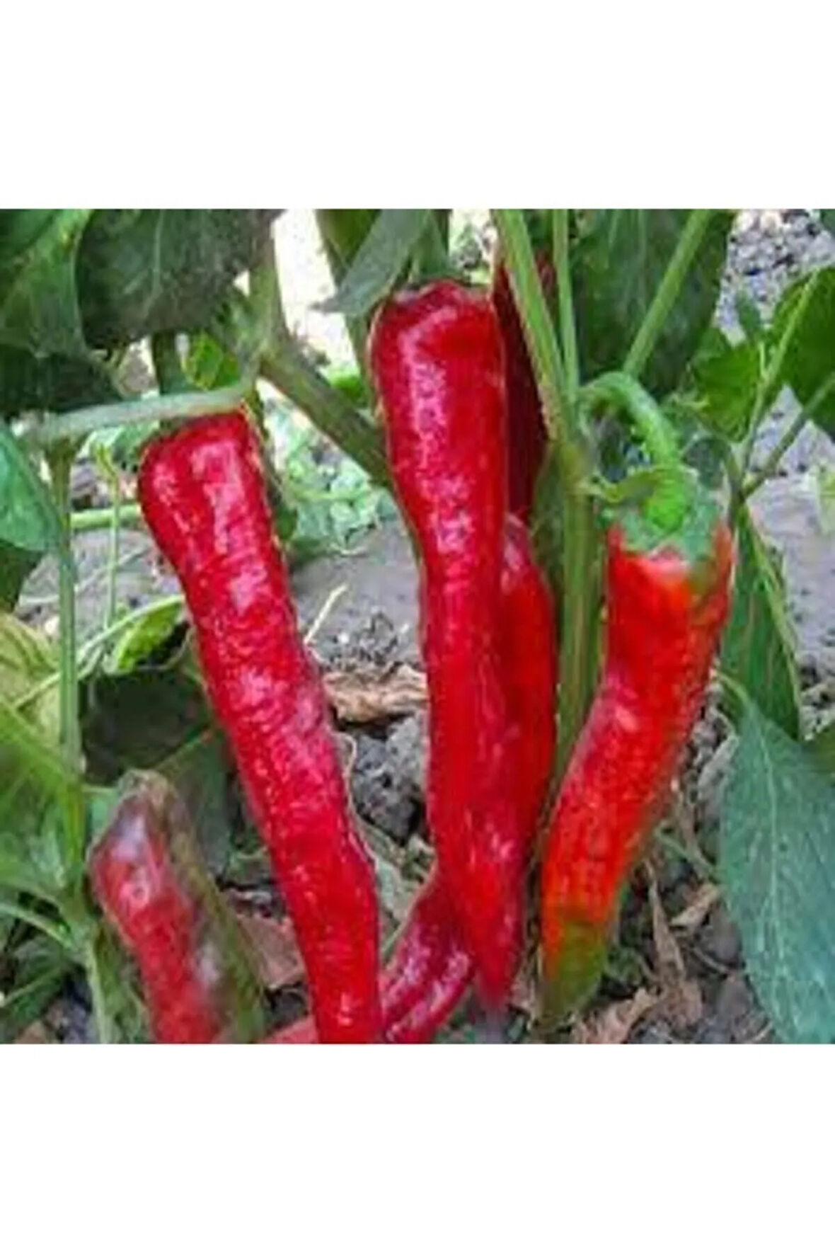 150 Adet Tohum Süper Paket Adana Karaisalı Hafif Acı Salçalık Biber Tohumu Sürpriz Hediye Tohumludur