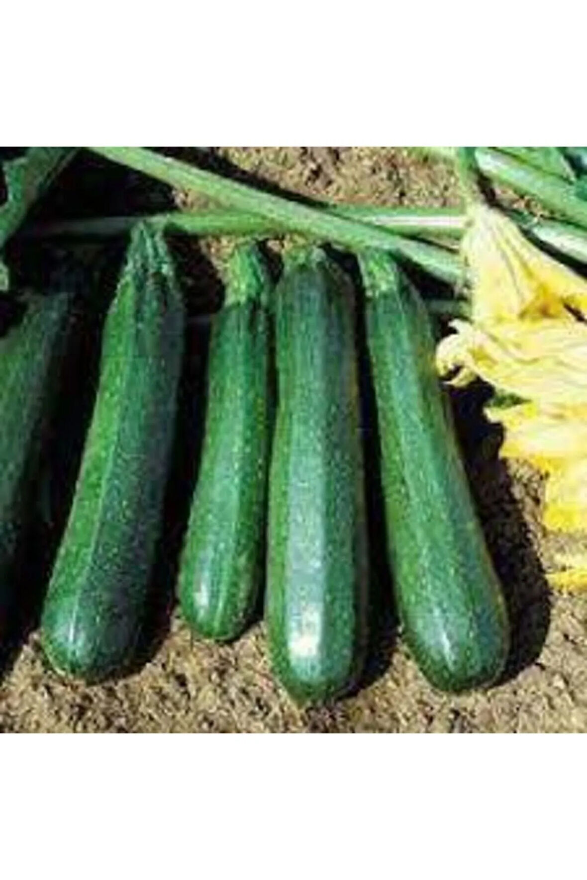 Kara Kolsuz Kabak Tohumu 20 Adet