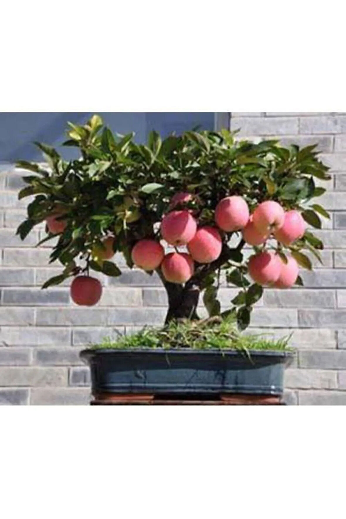 5 Adet Tohum Bodur Bonsai Elma Ağacı Bonzai Tohumu Süpriz Hediye Bonsai Ağacı Tohumu