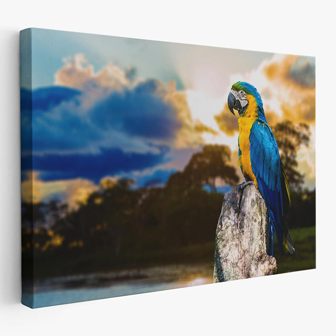 Harita Sepeti Papağan Dekoratif Kanvas Tablo 1123