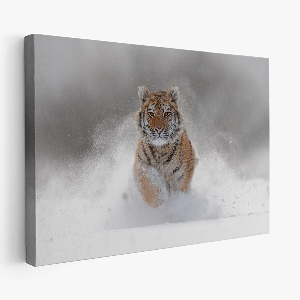 Harita Sepeti Karda Koşan Yavru Kaplan Dekoratif Kanvas Tablo 1135