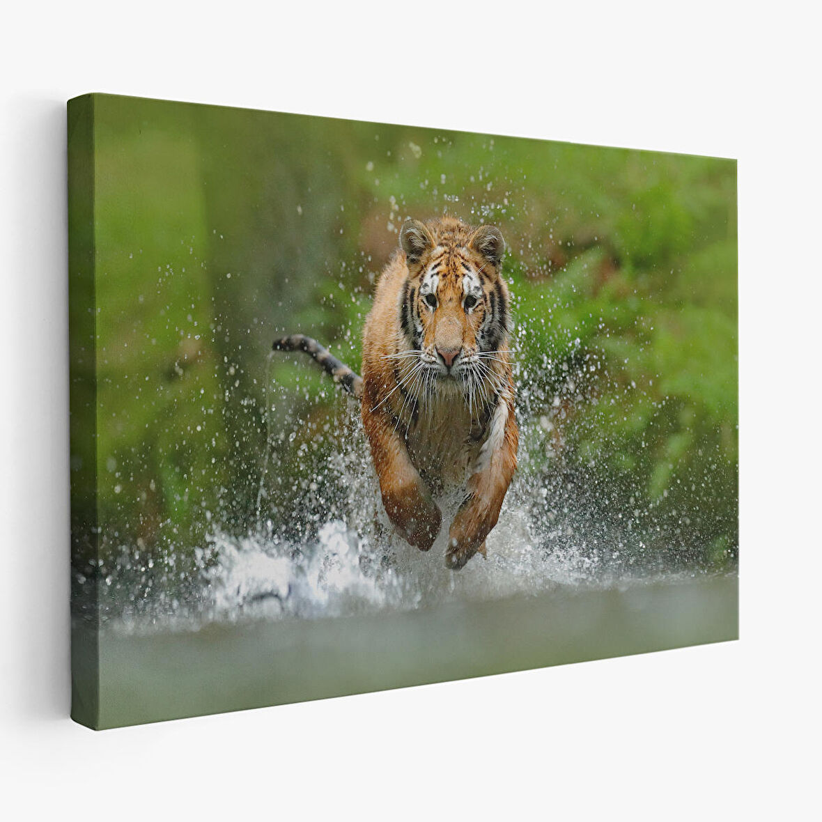 Harita Sepeti Koşan Kaplan Dekoratif Kanvas Tablo 1142