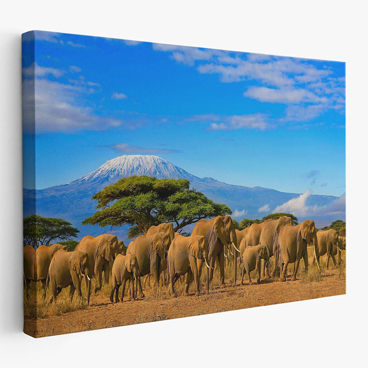 Harita Sepeti Fil Sürüsü Dekoratif Kanvas Tablo 1143