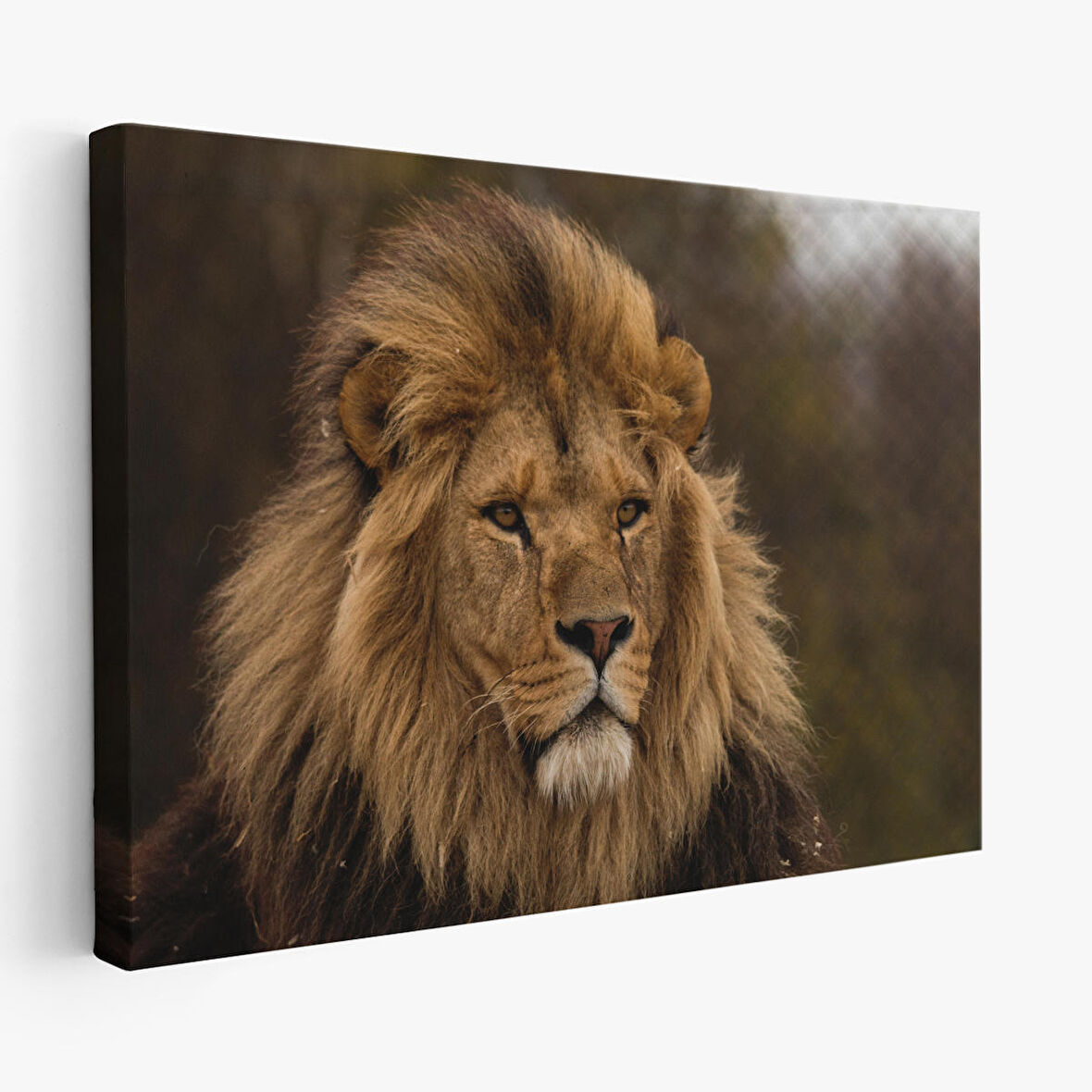 Harita Sepeti Aslan Dekoratif Kanvas Tablo 1159