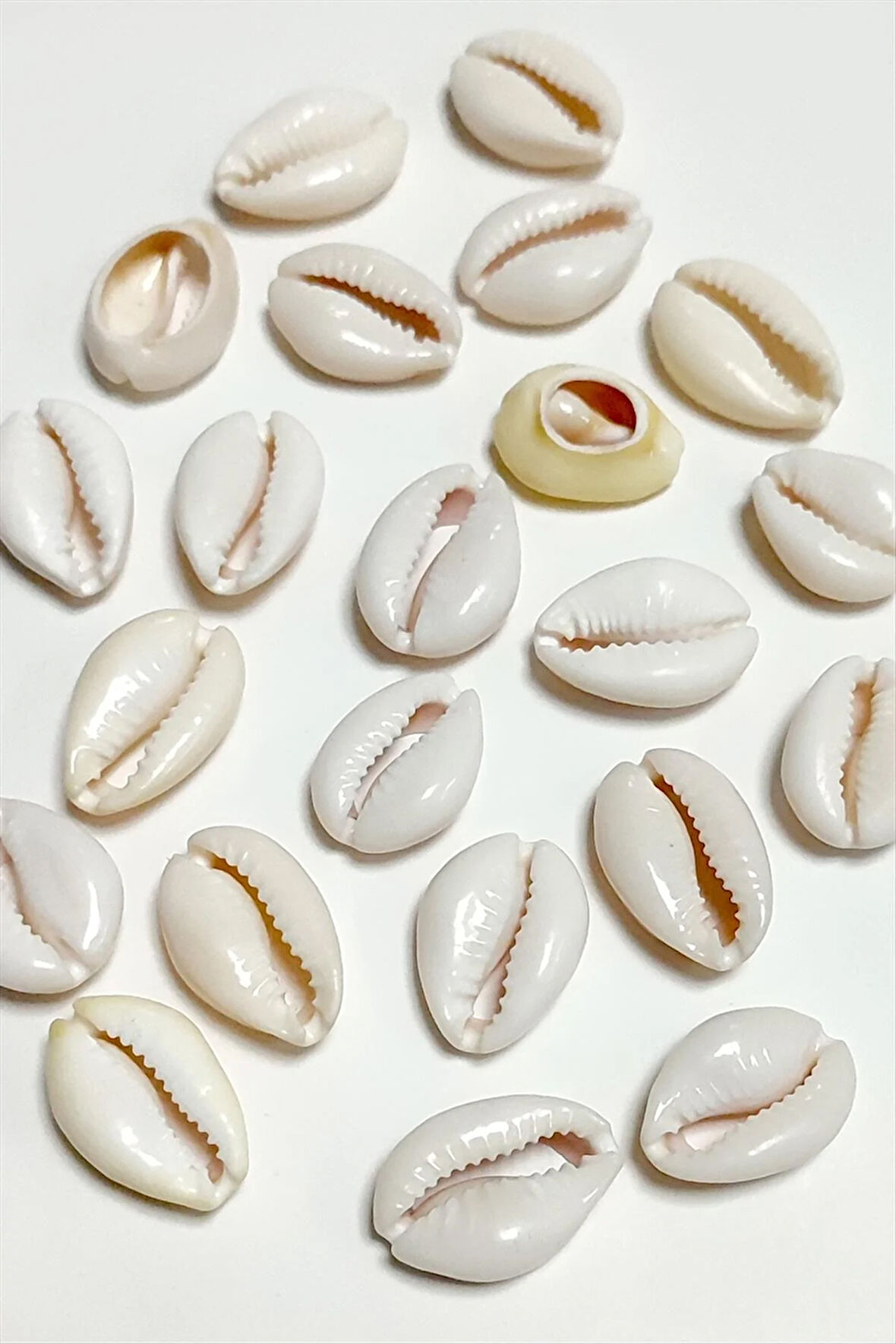 10 Adet Orjinal İstiridye Aparatı Büyük