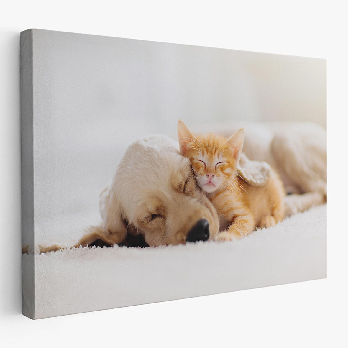 Harita Sepeti Golden Köpek İle Uyuyan Yavru Kedi Dekoratif Kanvas Tablo 1176
