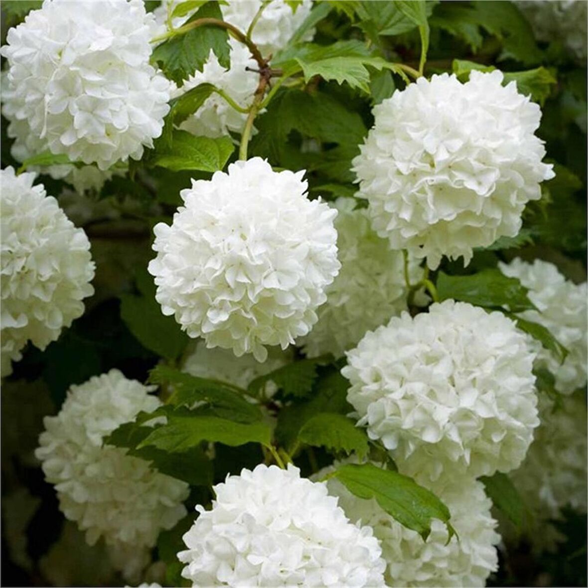 10 Adet Çınar Kartopu Fidesi viburnum opulus, 30-60 Cm. Boyunda