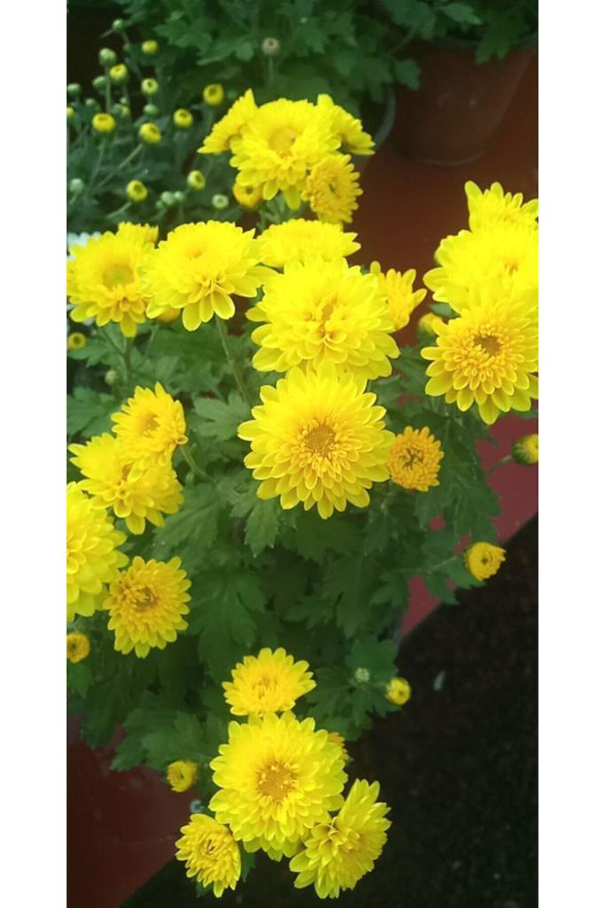 Sarı Kasımpatı Krizantem Chrysanthemum Çiçeği 10-20 cm