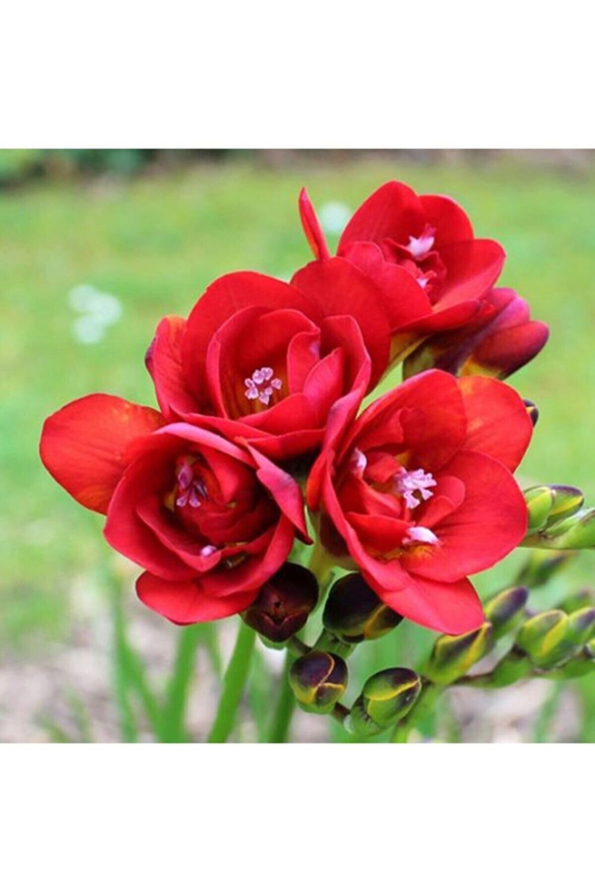 30 Adet Kırmızı Frezya Çiçeği ( Freesia ) Soğanı Mis Kokulu Katmerli 